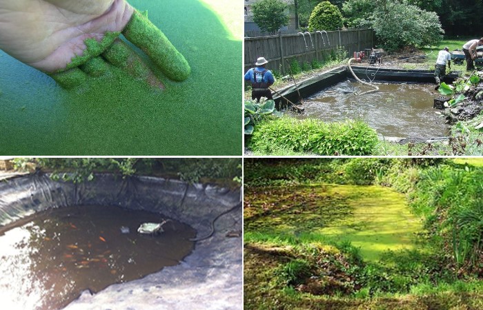 pondtec-pond-maintenance-image