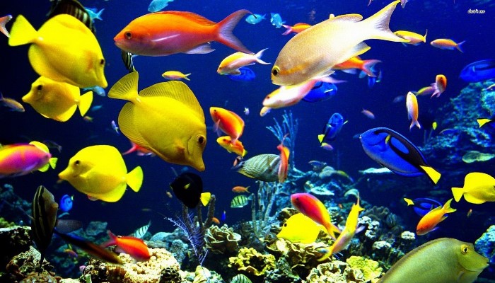 pondtec-marine-aquarium-image